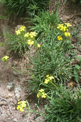 Erysimum grandiflorum, photograph Oleg Kosterin, CC BY, iNaturalist via GBIF