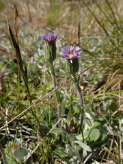 Pappochroma bellidioides