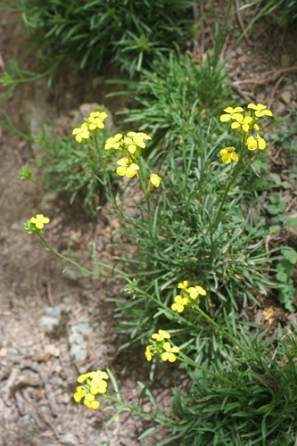 Erysimum grandiflorum, photograph 5