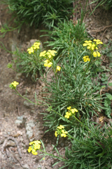 Oleg Kosterin, CC BY, iNaturalist via GBIF Erysimum grandiflorum, photograph Oleg Kosterin, CC BY, iNaturalist via GBIF