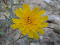 Malacothrix torreyi