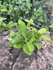 Artabotrys brachypetalus