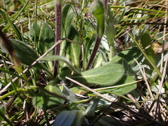 Pappochroma bellidioides