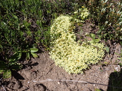 Stackhousia pulvinaris