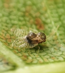 Alloiothucha artocarpi