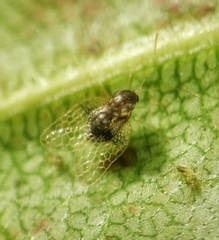 Alloiothucha artocarpi