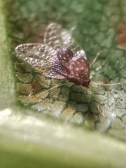 Alloiothucha artocarpi