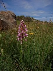 Disa nervosa