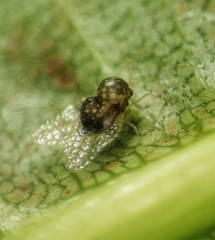 Alloiothucha artocarpi