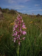 Disa nervosa