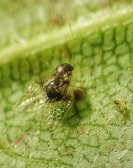 Alloiothucha artocarpi