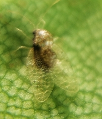 Alloiothucha artocarpi