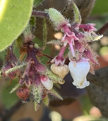 Arctostaphylos montereyensis