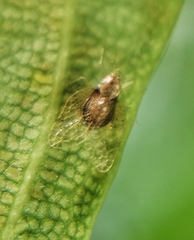 Alloiothucha artocarpi