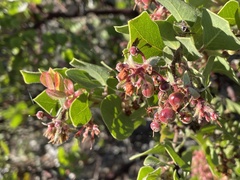 Arctostaphylos montereyensis