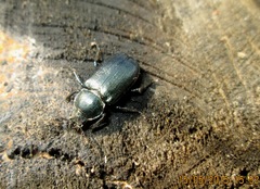 Platycerus caprea