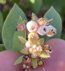 Arctostaphylos montereyensis