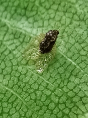 Alloiothucha artocarpi