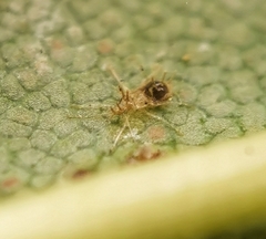 Alloiothucha artocarpi