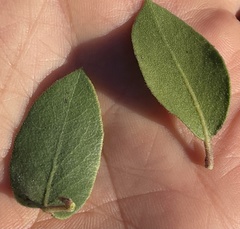 Arctostaphylos montereyensis
