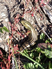 Eulamprus kosciuskoi