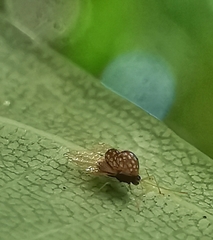 Alloiothucha artocarpi