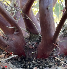 Arctostaphylos montereyensis
