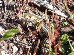 Eulamprus kosciuskoi