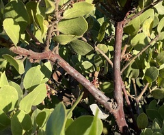 Arctostaphylos montereyensis