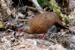 Galloperdix spadicea