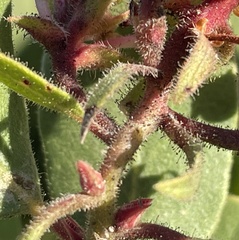 Arctostaphylos montereyensis
