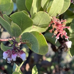 Arctostaphylos montereyensis