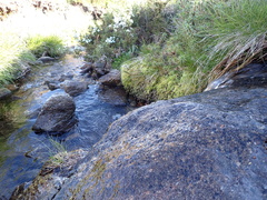 Eulamprus kosciuskoi