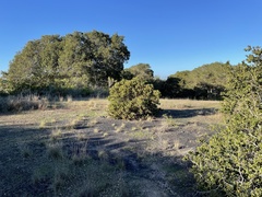 Arctostaphylos montereyensis