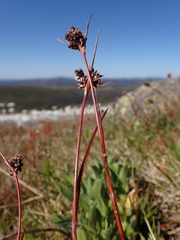 Luzula acutifolia