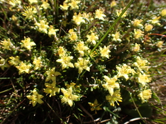 Asterolasia trymalioides
