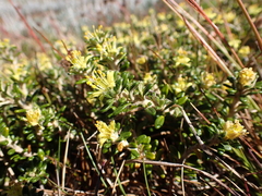 Asterolasia trymalioides