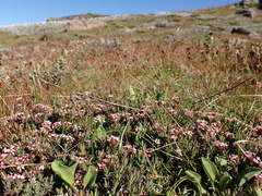 Pimelea alpina