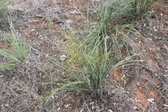 Lomandra ramosissima