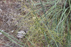 Lomandra ramosissima