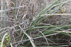 Lomandra ramosissima