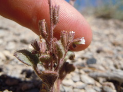 Phacelia incana