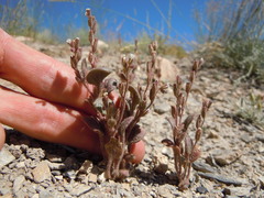 Phacelia incana