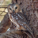 Northern Saw-whet Owl - Photo (c) Pawel115, some rights reserved (CC BY-NC), uploaded by Pawel115