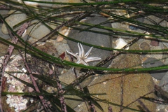 Halcampa decemtentaculata