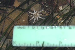 Halcampa decemtentaculata