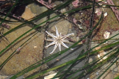 Halcampa decemtentaculata