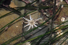 Halcampa decemtentaculata