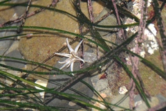 Halcampa decemtentaculata