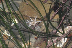 Halcampa decemtentaculata